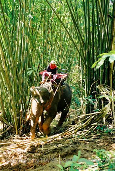 15 Thailand 2002 F1130013 Khao Lak Ausflug Elefantentrekking_478